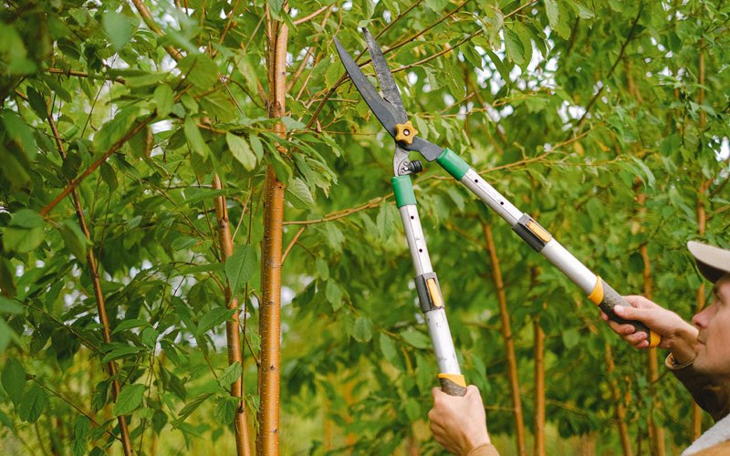 Tree trimming in Vacaville, CA